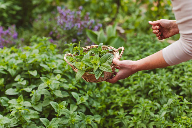Fresh peppermint sprigs in a glass teapot